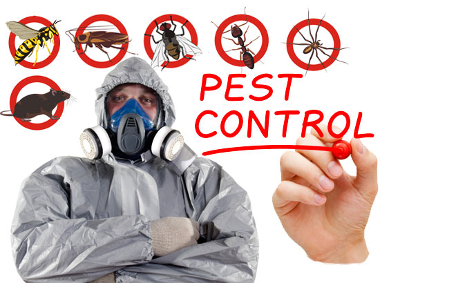 Best Pest Control Service in bangalore