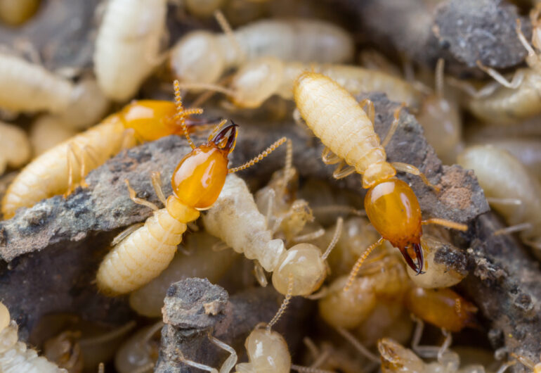 termite pest control Bangalore