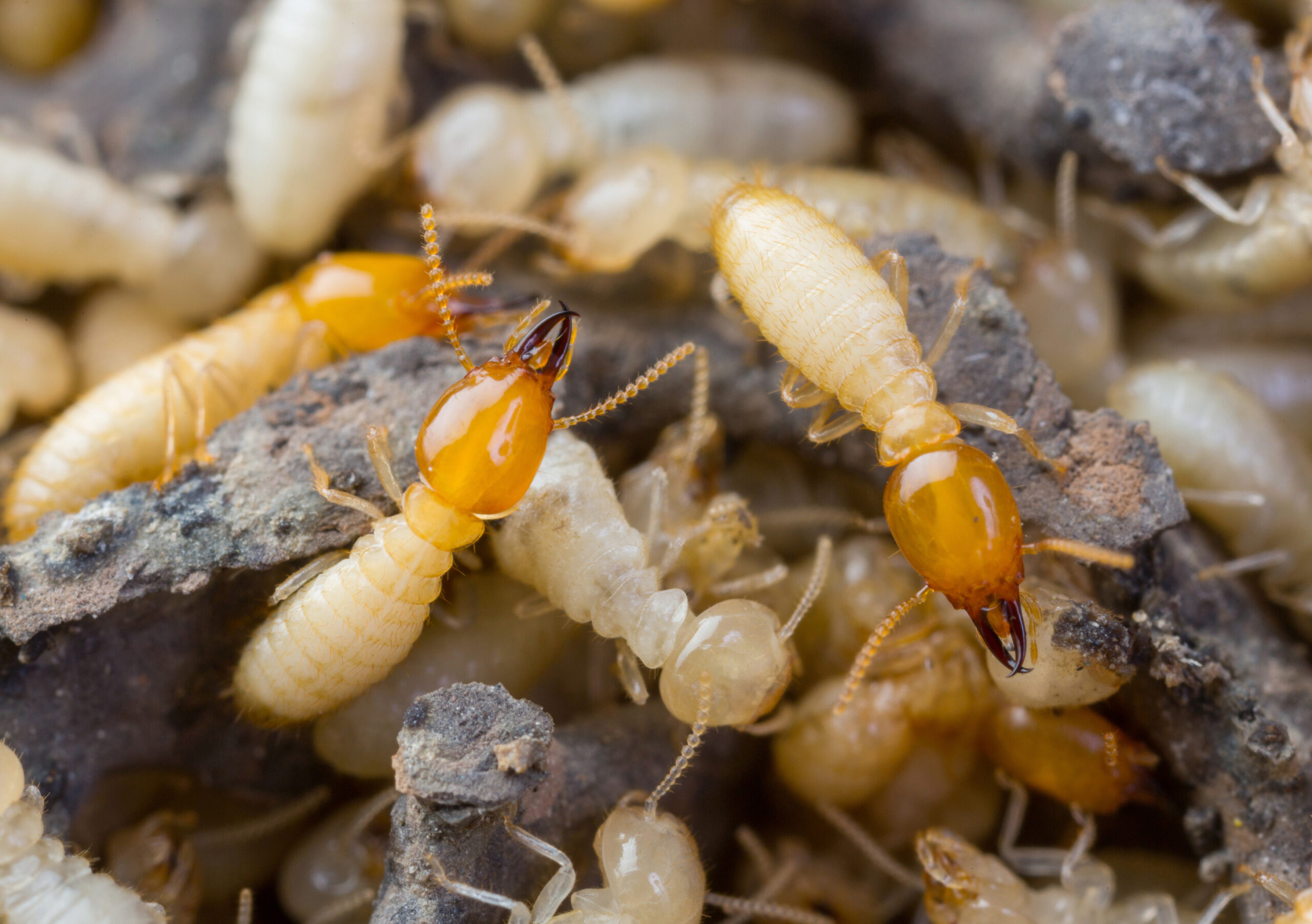 How to treat termites? Can we do termite treatment ourselves?